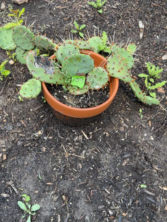 Planter w/Live Eastern Prickly Pear