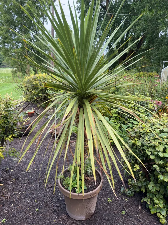 Planter w/Live Cabbage Palm