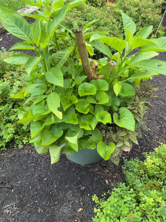 Planter w/Mixed Annuals