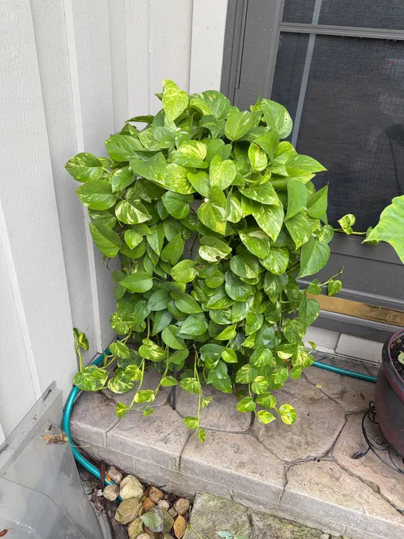 Live Pothos Plant