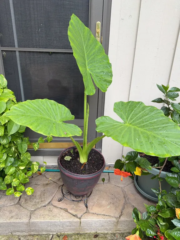 Planter w/Live Elephant's Ear
