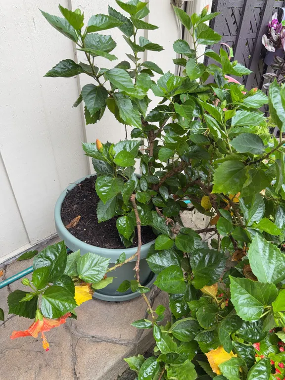 Planter w/Live Hibiscus