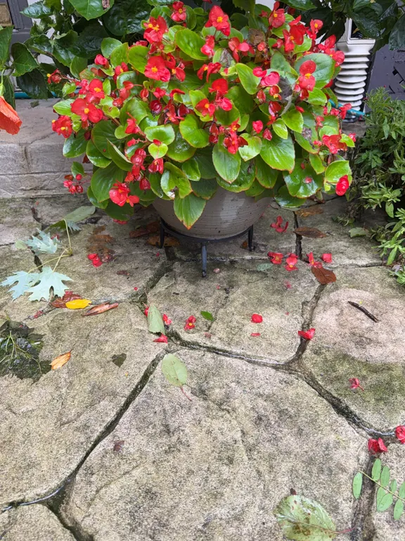 Planter w/Live Annual Wax Begonia