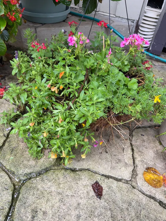 Live Mixed Annual Hanging Basket Planter