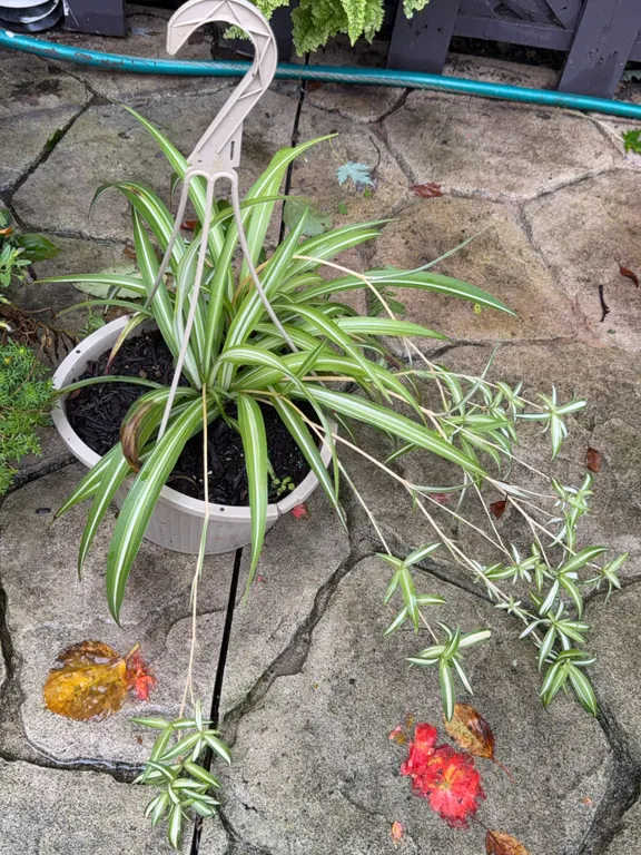 Live Spider Plant