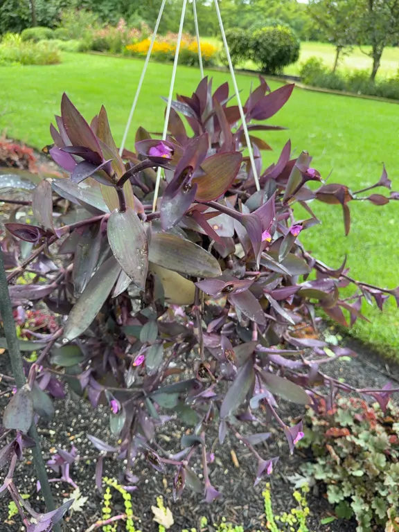 Live Purple Heart Plant