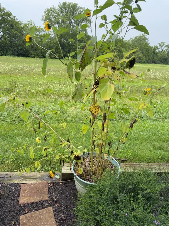 Planter w/Sunflower