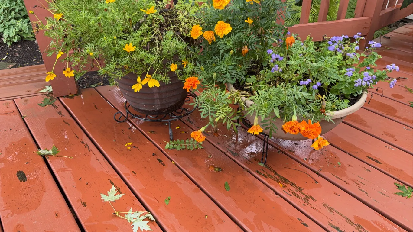 Planters w/Mixed Annuals