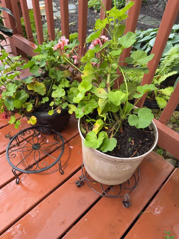 Live Geraniums