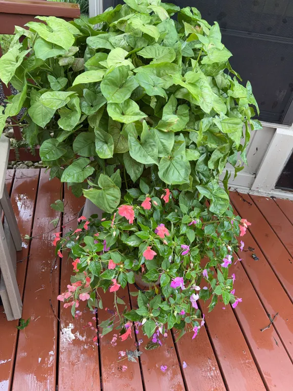 Live Arrowhead Plant