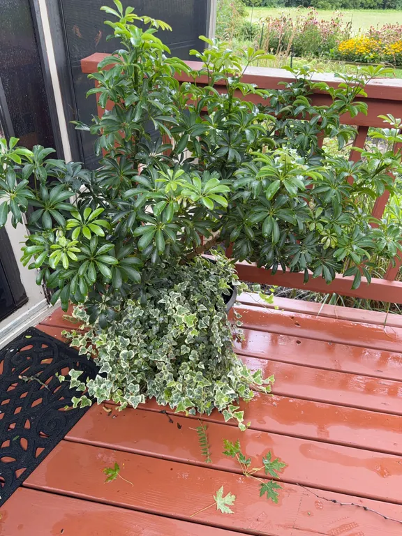Live Dwarf Umbrella Tree