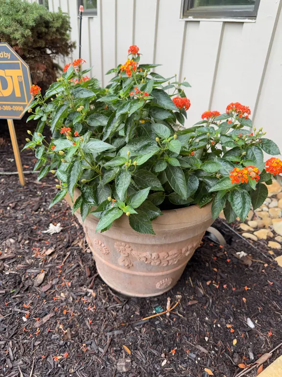 Planter w/Live Lantana Plant