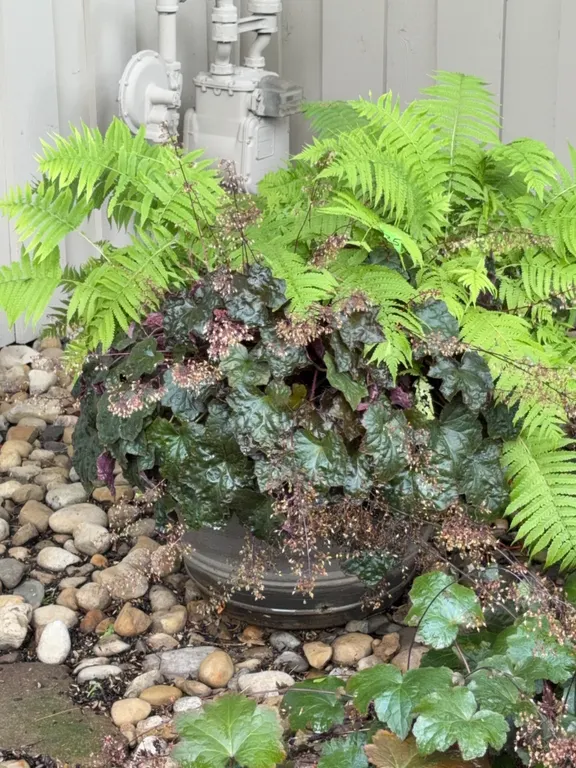 Alumroot & Ostrich Fern Plants