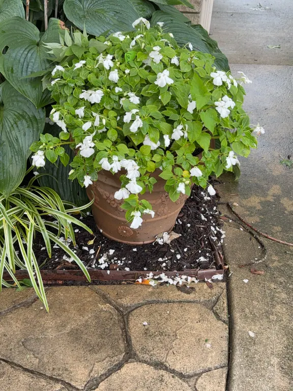 Planter w/Live Inpatiens Plant