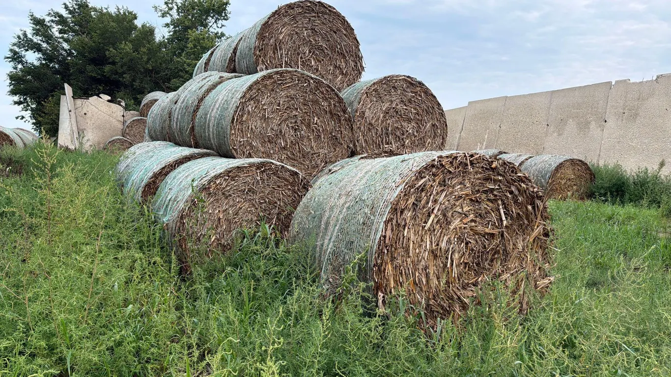 30 Corn Stalk Bales