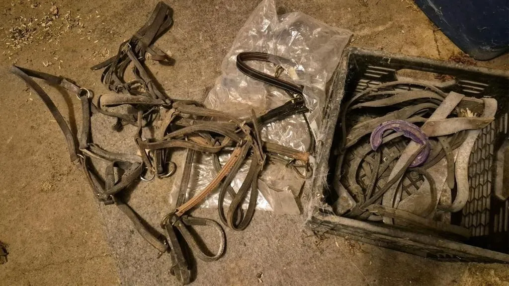 Leather Halters