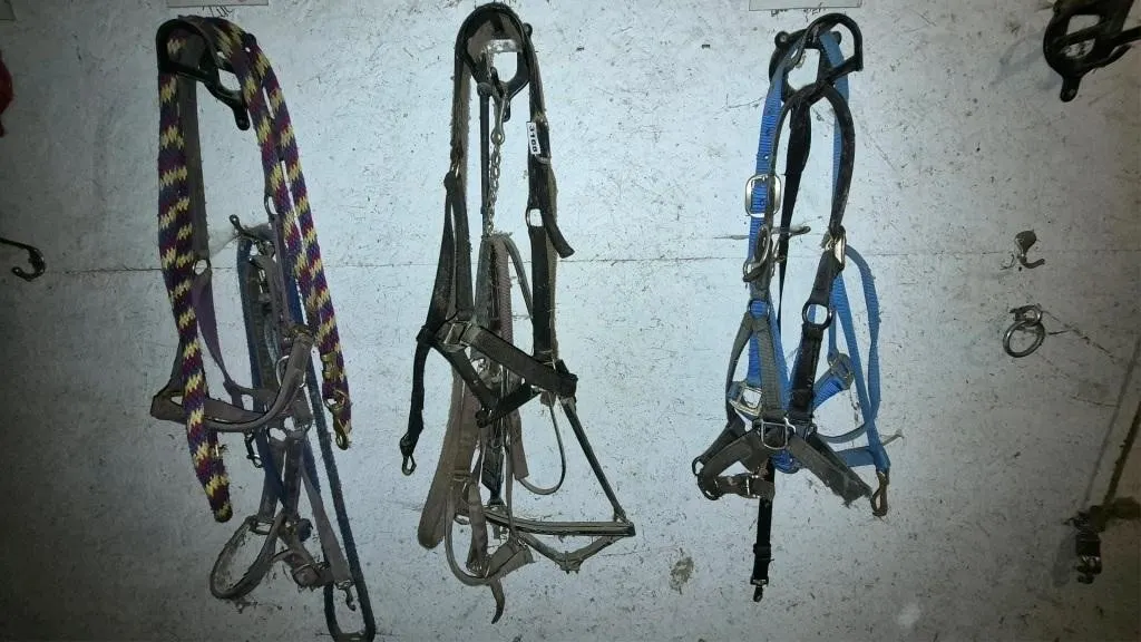 Halters + Leads