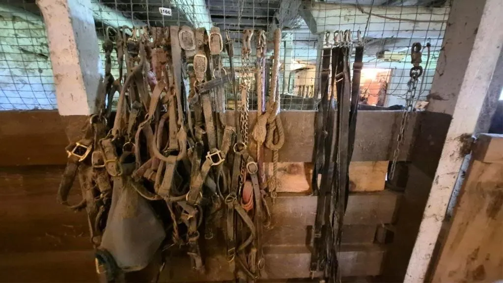 Halters, Leads