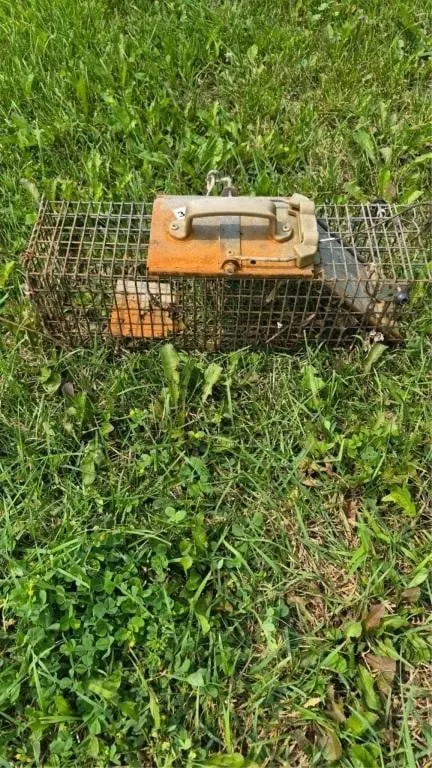 Small Live Trap