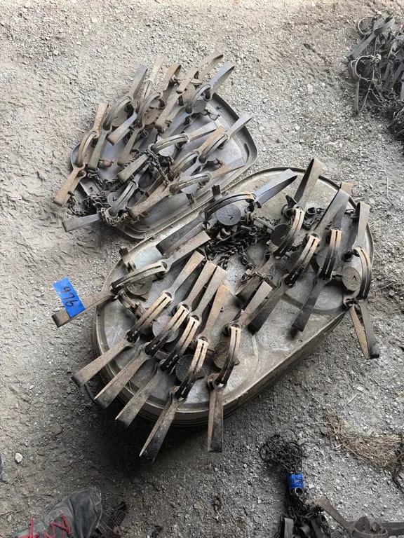 Large bunch of #3 Victor traps, excellent shape