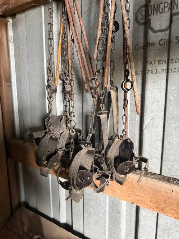 Oneida jump traps, ready to go