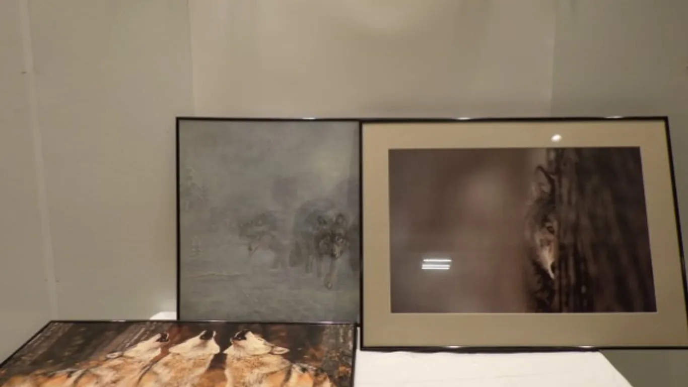 Framed Wolf Photo/Pictures