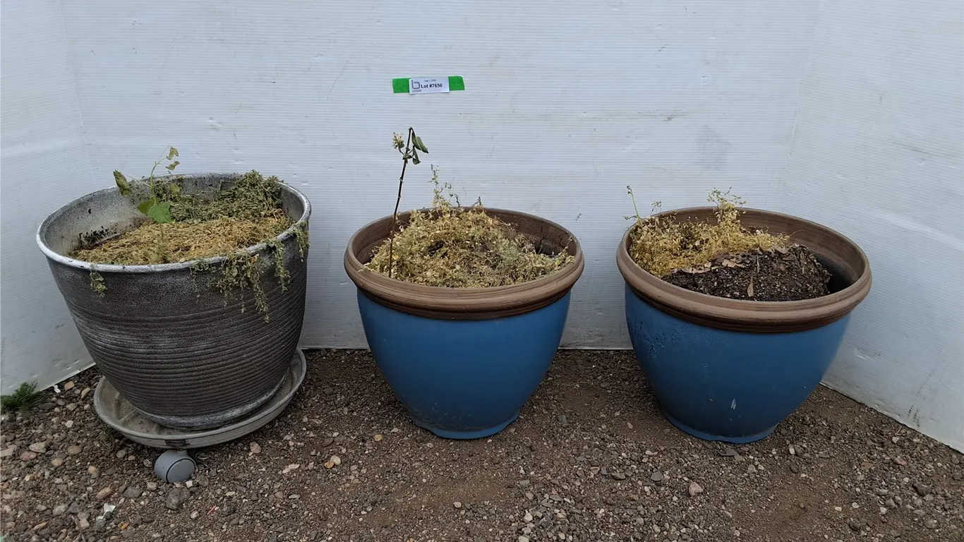 **(3) Plastic Planters Up to 13"- Can't Ship