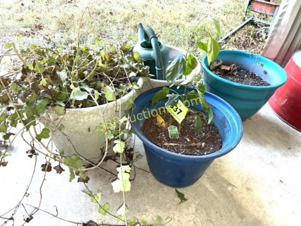 PLASTIC PLANTERS