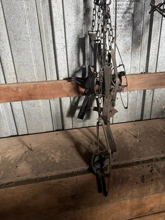 About a half dozen larger size victor traps
