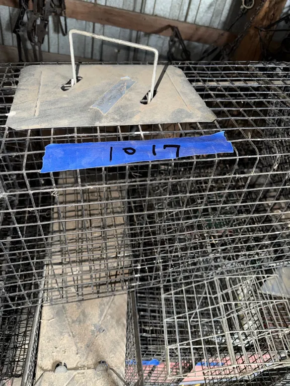 Big bunch of cage traps, various sizes