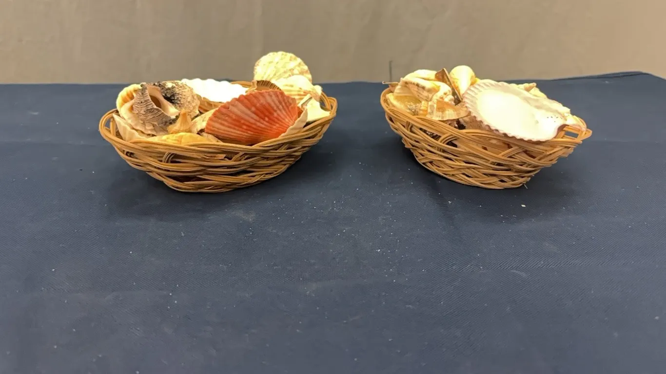 Seashells