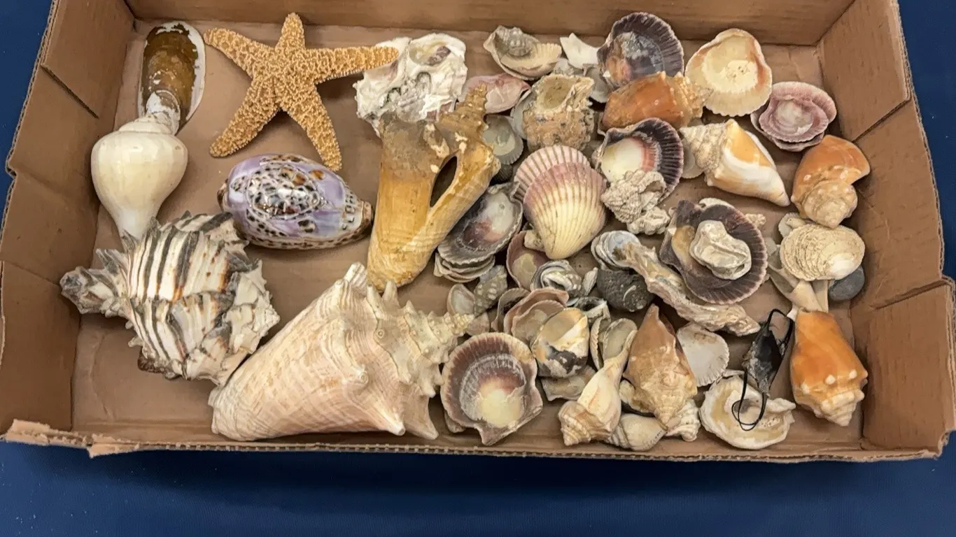 Seashells