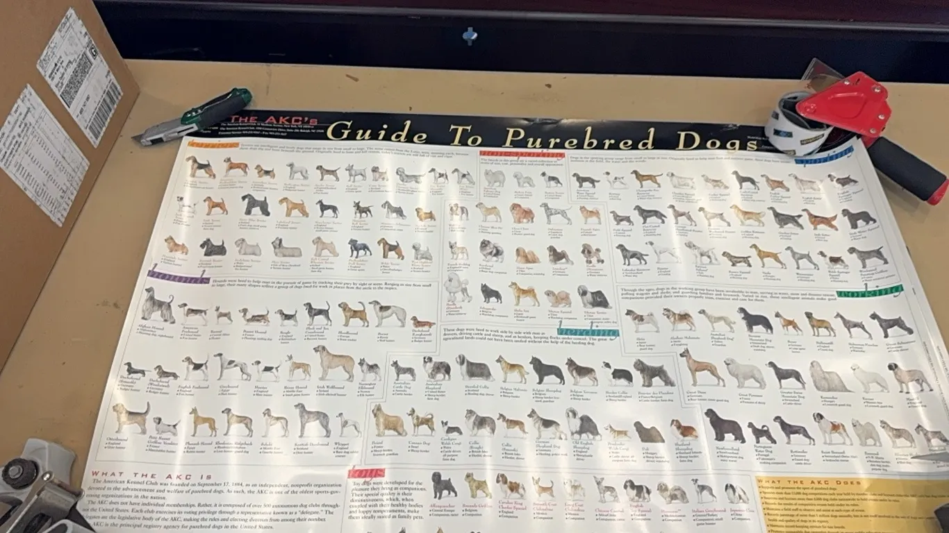 4 Guide to Purebred Dog Posters
