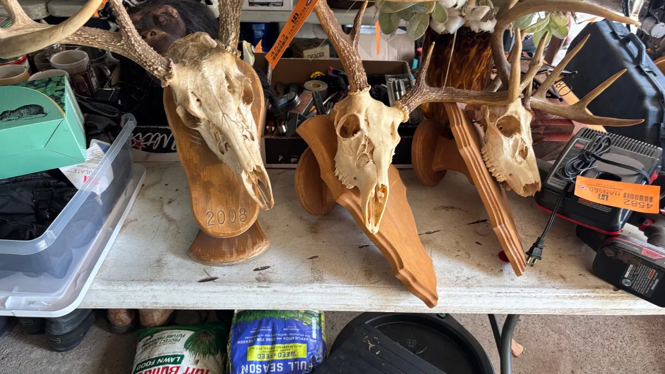 (3) European Mounts