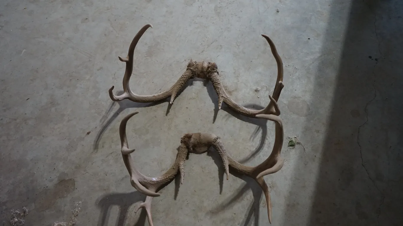 2 Antlers - 1 8pt & 1 10pt