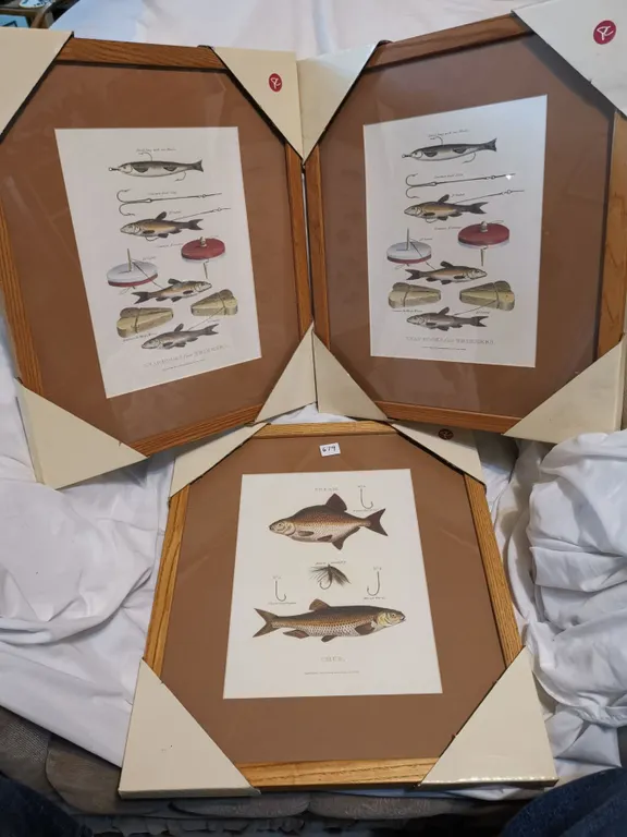 Three Framed Fish, Lures British Prints