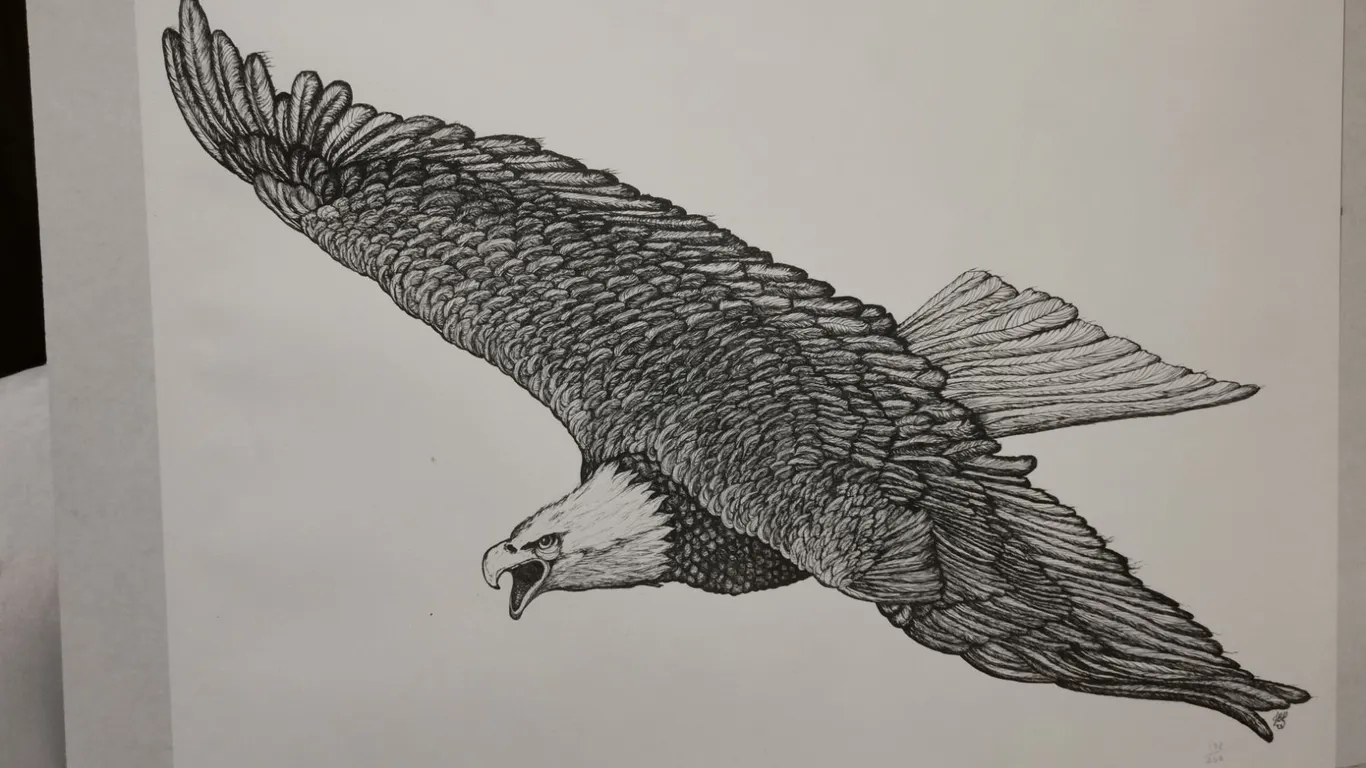 Numbered Limited Edition Soaring Bald Eagle Pen & Ink Art Print – 24" x 18"