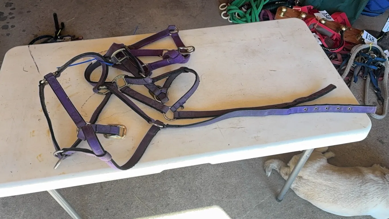 3 HALTERS