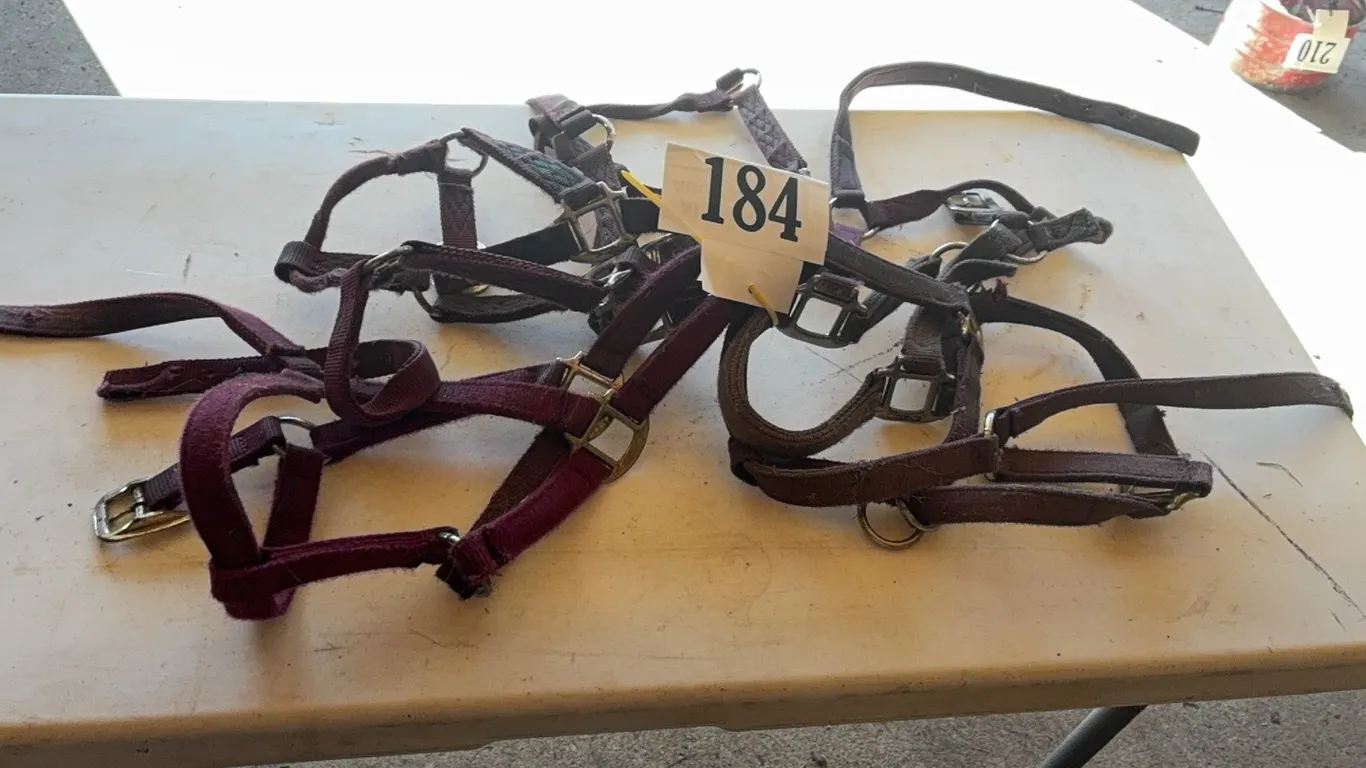 5 HALTERS