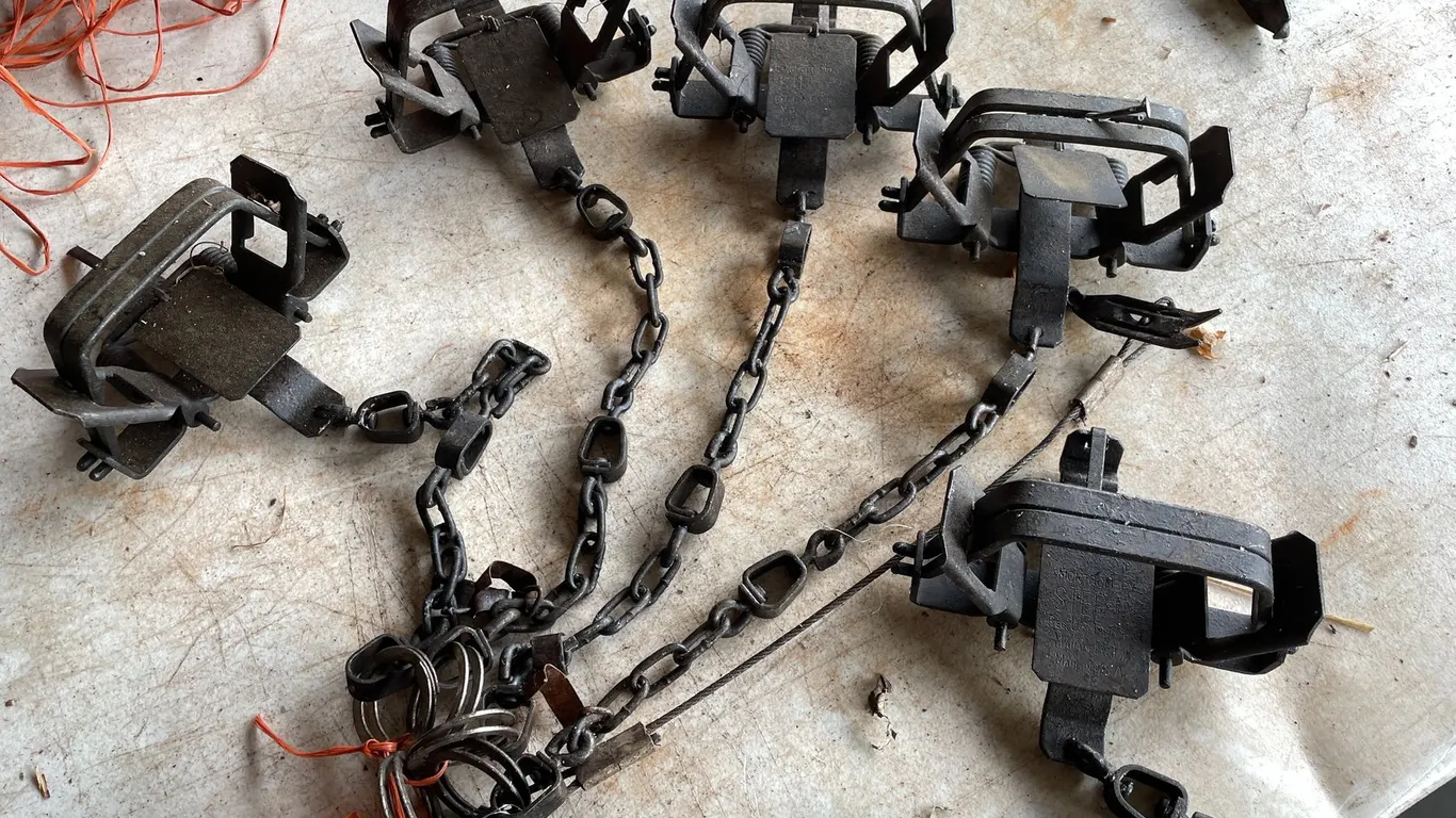 (5) Montgomery Flat Top Traps