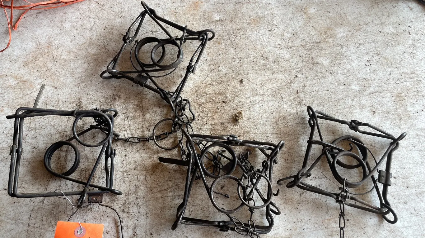 (4) 120 Conibear Traps