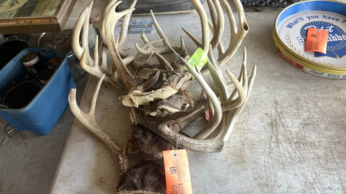 Assortment of Deer Antlers
