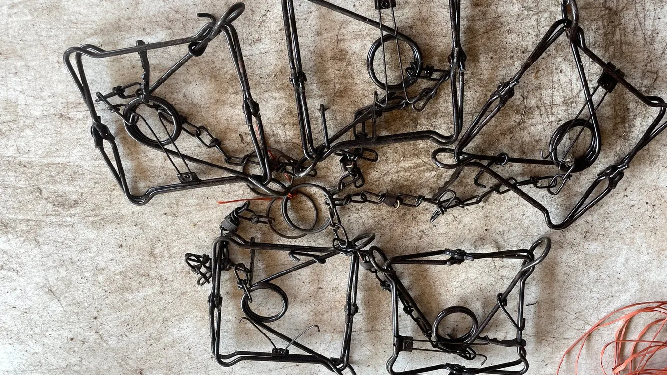 (5) 220 Conibear Traps