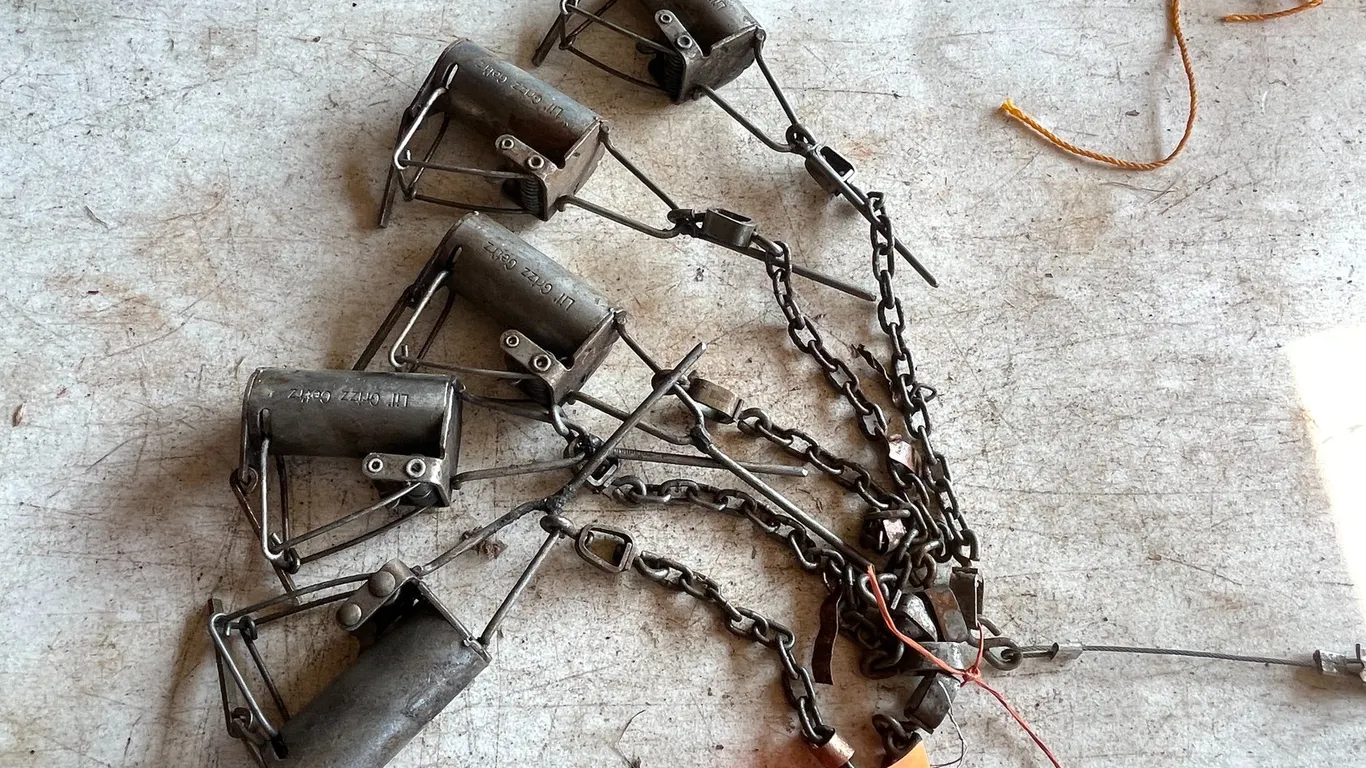 (5) Little Grizz Gertz Coon Cuff Traps