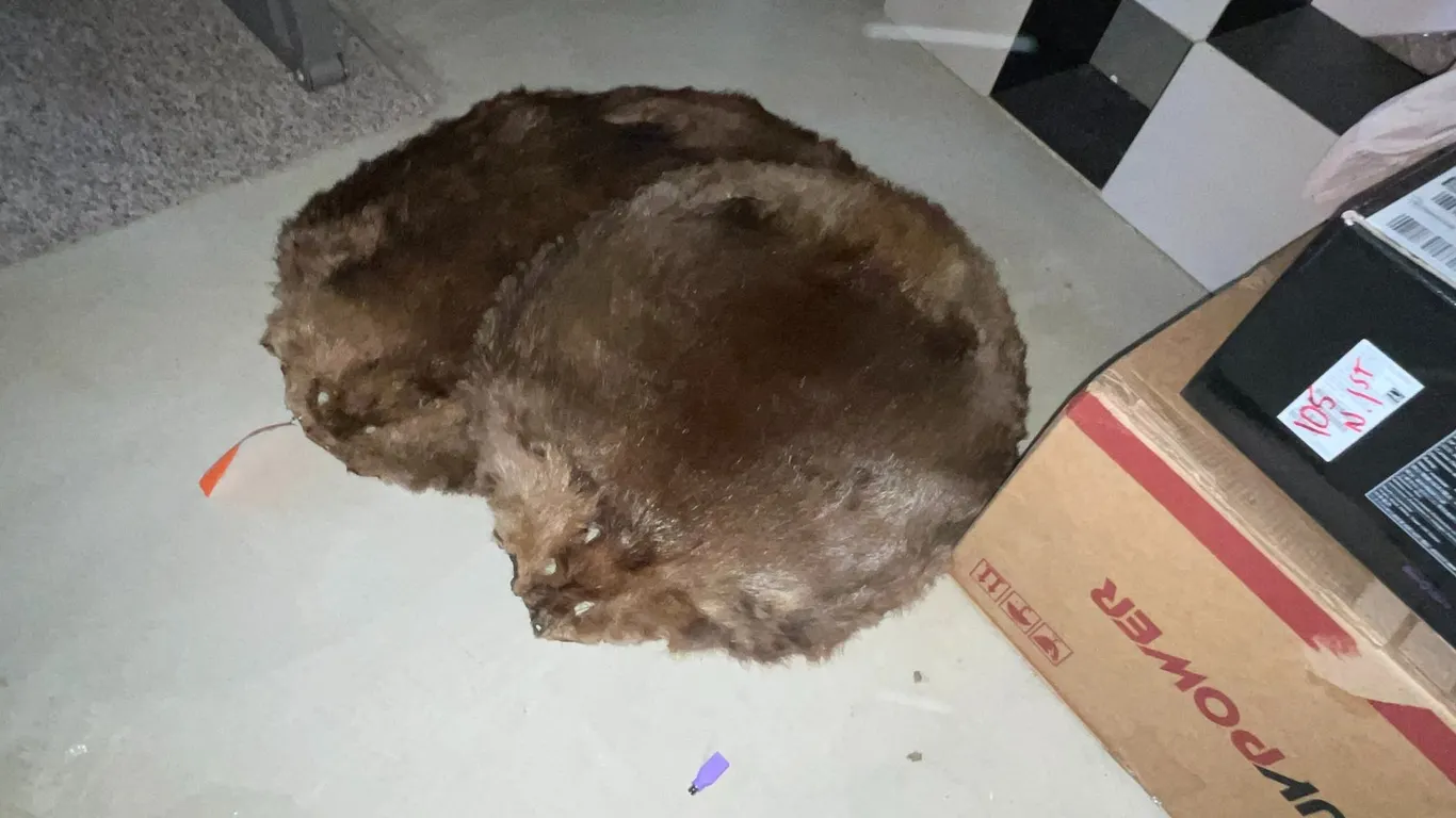 (2) Beaver Hides