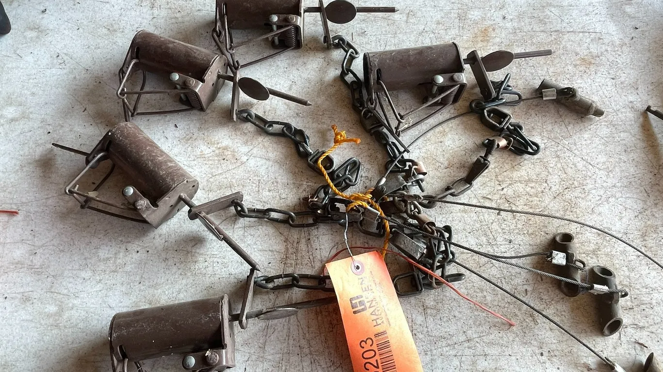 (5) Coon Cuff Traps