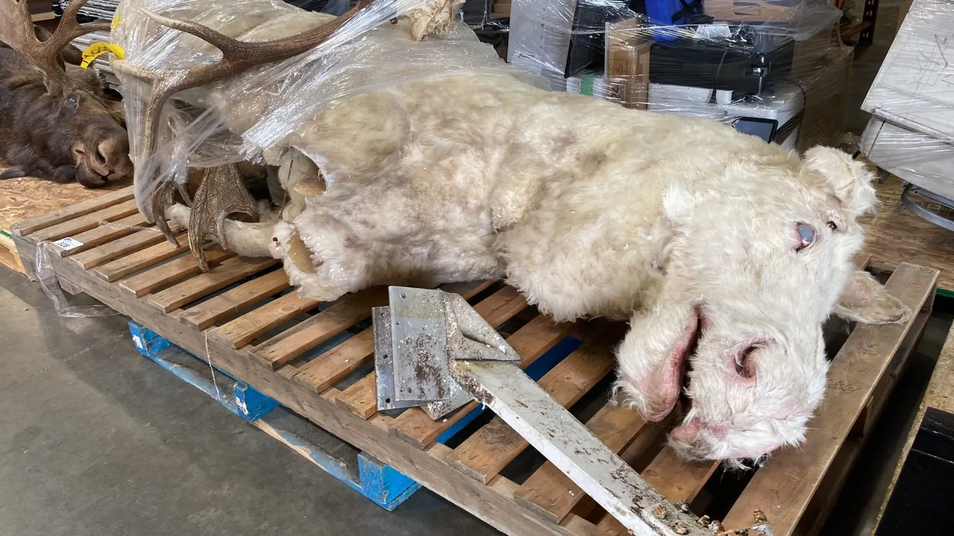 100% IMITATION LARGE ALBINO MOOSE PROP WITH ASSORTED EXTRA ANIMAL ANTLERS