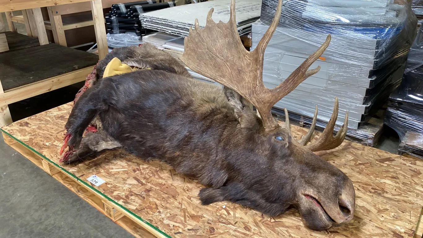 100% IMITATION LARGE MOOSE PROP
