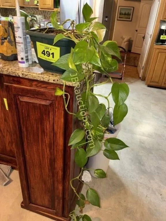 PLANT