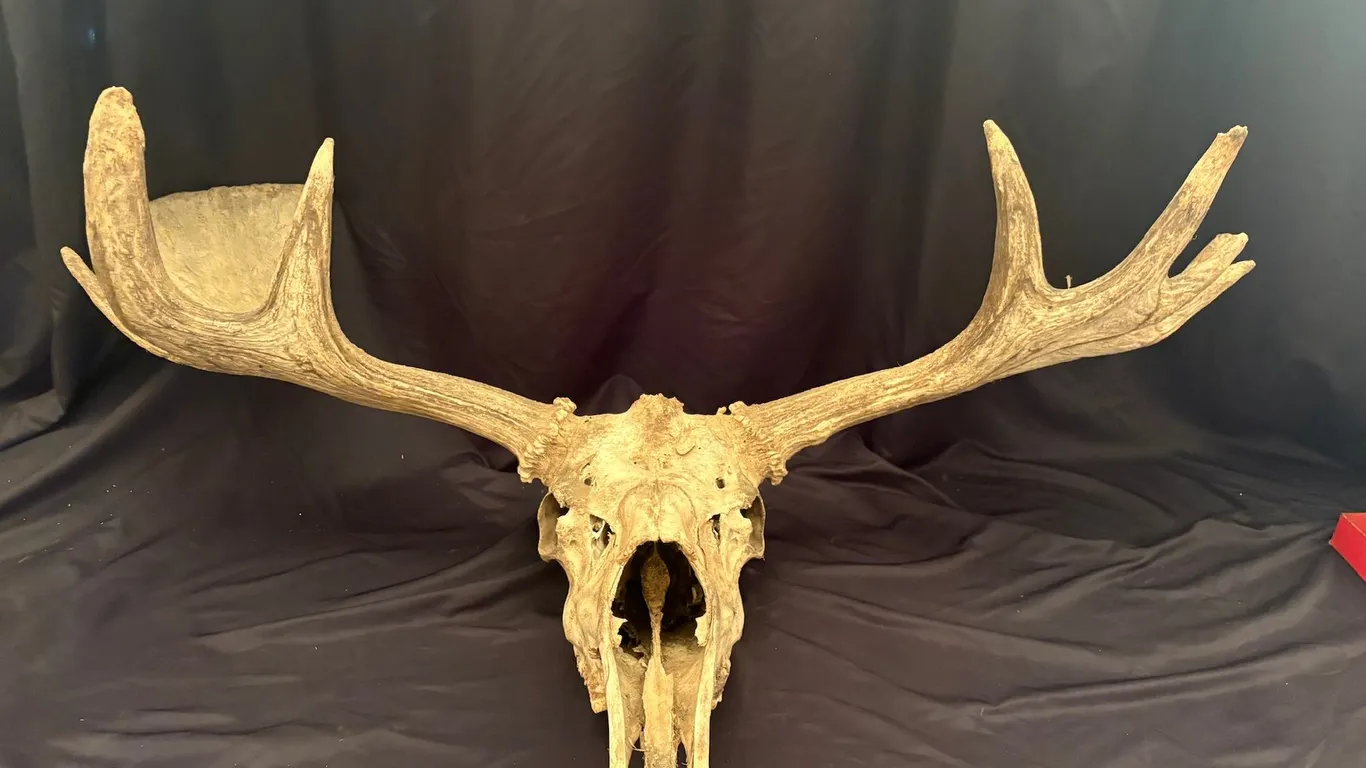 Lot 362